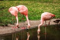 Pink big birds Greater Flamingos, Phoenicopterus ruber, in the water. Flamingos cleaning feathers. Wildlife animal scene from Royalty Free Stock Photo