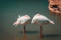 Pink big birds Greater Flamingos, Phoenicopterus ruber, in the water, Flamingos sleeping. Wildlife animal scene from