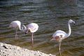 Pink big birds Greater Flamingos in the water. Flamingos cleaning feathers. Wildlife animal scene from nature Royalty Free Stock Photo