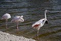 Pink big birds Greater Flamingos in the water. Flamingos cleaning feathers. Wildlife animal scene from nature Royalty Free Stock Photo