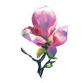 Pink big Flower of Magnolia. Hand oil painting. Separate Individual flower on the white background. Perfect for Royalty Free Stock Photo