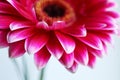 Pink big gerbera daisy flower macro with thin grass on white background Royalty Free Stock Photo