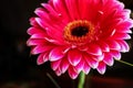 Pink big gerbera daisy flower on stem with thin grass on black background Royalty Free Stock Photo