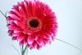 Pink big gerbera daisy flower with thin grass on white background Royalty Free Stock Photo