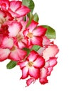 Pink Bignonia. Royalty Free Stock Photo