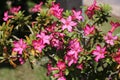 Pink bignonia or desert rose or Adenium obesum or Mock Azalea or Pinkbignonia or Impala lily .