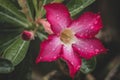 Pink Bignonia flower or Adenium flower, Adenium multiflorum, pink desert rose on the tree. Beautiful pink azalea or Impala Lily Royalty Free Stock Photo