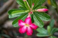 Pink Bignonia flower or Adenium flower, Adenium multiflorum, pink desert rose on the tree. Beautiful pink azalea or Impala Lily Royalty Free Stock Photo