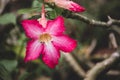 Pink Bignonia flower or Adenium flower, Adenium multiflorum, pink desert rose on the tree. Beautiful pink azalea or Impala Lily Royalty Free Stock Photo