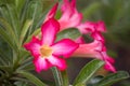 Pink Bignonia flower or Adenium flower, Adenium multiflorum, pink desert rose on the tree. Beautiful pink azalea or Impala Lily Royalty Free Stock Photo