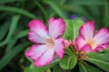 Pink Bignonia flower or Adenium flower, Adenium multiflorum, pink desert rose on the tree. Beautiful pink azalea or Impala Lily Royalty Free Stock Photo