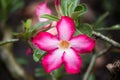 Pink Bignonia flower or Adenium flower, Adenium multiflorum, pink desert rose on the tree. Beautiful pink azalea or Impala Lily Royalty Free Stock Photo