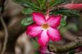 Pink Bignonia flower or Adenium flower, Adenium multiflorum, pink desert rose on the tree. Beautiful pink azalea or Impala Lily Royalty Free Stock Photo