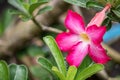 Pink Bignonia flower or Adenium flower, Adenium multiflorum, pink desert rose on the tree. Beautiful pink azalea or Impala Lily Royalty Free Stock Photo