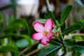 Pink Bignonia flowers or Adenium flowers, Adenium multiflorum