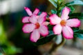 Pink Bignonia flowers or Adenium flowers, Adenium multiflorum