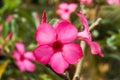 Pink bignonias are blooming in garden Royalty Free Stock Photo