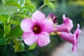 Pink Bigonia Royalty Free Stock Photo