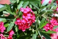 Pink bigonia flowers blooming in garden. Royalty Free Stock Photo