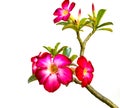 Pink Bigononia or Desert Rose Royalty Free Stock Photo