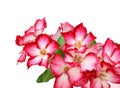 Pink Bigononia or Desert Rose. Royalty Free Stock Photo