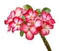 Pink Bigononia or Desert Rose. Royalty Free Stock Photo