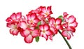 Desert rose flowers. Royalty Free Stock Photo