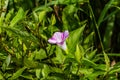 Pink Bindweed flower