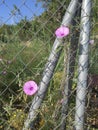 Pink bindweed flower