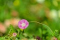 Pink bindweed flower.