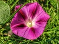 Pink bindweed, morning glory flower.