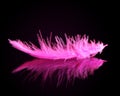 Pink bird feather. Royalty Free Stock Photo
