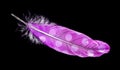 Pink bird feather isolated on black Royalty Free Stock Photo