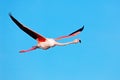 Pink bird in fly. Flying Greater Flamingo, Phoenicopterus ruber, pink big bird with clear blue sky, Camargue, France. Action Royalty Free Stock Photo