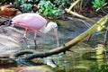 Pink Bird Royalty Free Stock Photo