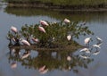 Pink birds in mangrove