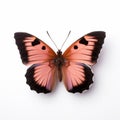 Pink And Black Butterfly On White Background - Nadav Kander Style