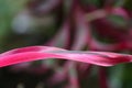 Pink with black exotic plant leaf - beautiful natural background