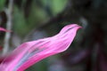 Pink with black exotic plant leaf - beautiful natural background