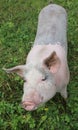 Pink and black pig with big ears and nose ring rooting in the grass Royalty Free Stock Photo