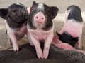 Pink and black pigs kissing showing love and friendship