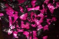 Pink-black shiny fabric texture. Pink glitter background. Royalty Free Stock Photo