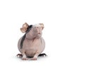 Pink with black spots skinny pig on white Royalty Free Stock Photo