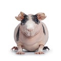 Pink with black spots skinny pig on white Royalty Free Stock Photo