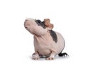 Pink with black spots skinny pig on white Royalty Free Stock Photo