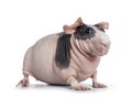 Pink with black spots skinny pig on white Royalty Free Stock Photo