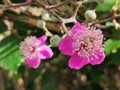 Blackberry flower, Morus Nigra