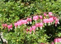 Pink bleeding heart Royalty Free Stock Photo
