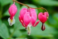 Pink Bleeding Heart Dicentra Blossoms in Spring Royalty Free Stock Photo