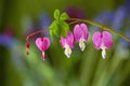 Pink Bleeding Heart Flower